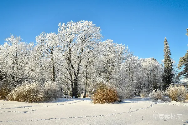 皑皑白雪覆盖下的蓝天树木
