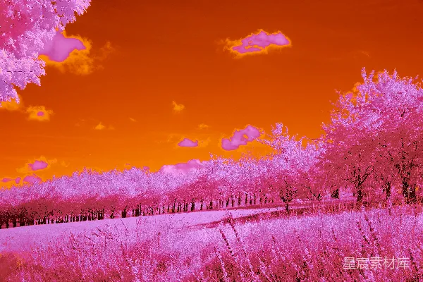 surreal景观，粉色树木，橙色天空