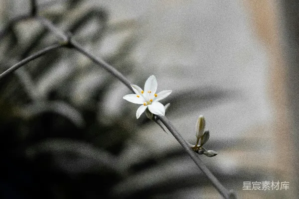 高清摄影 一朵小小的白色花朵，坐在植物的顶端。