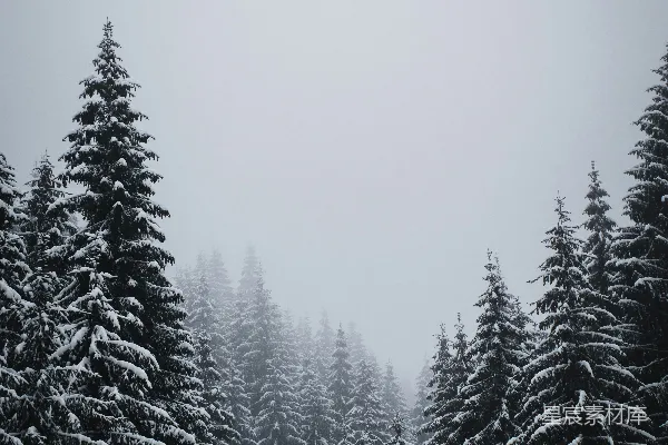 覆盖着白雪的松树