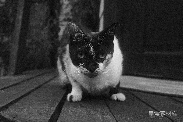 高清摄影 一只黑白相间的猫坐在木制的门廊上。