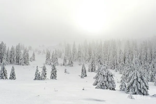 一片覆盖着树木和积雪的雪景