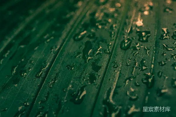 绿色叶片上的水珠