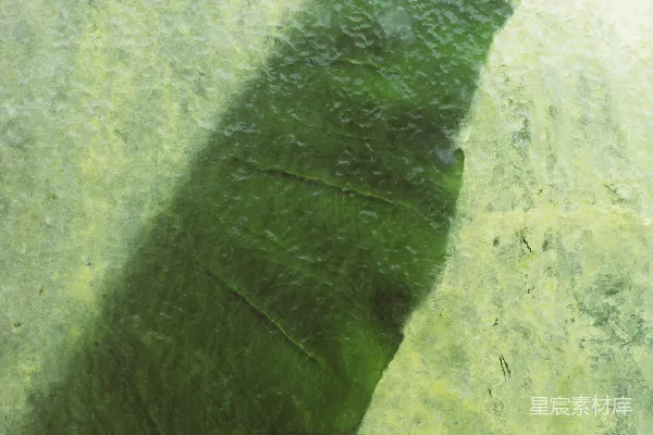 绿叶在灰色混凝土地板上