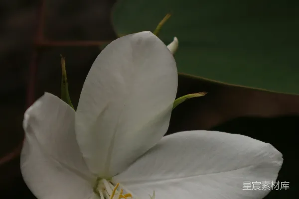 一朵带有绿色条纹的洁白花朵。