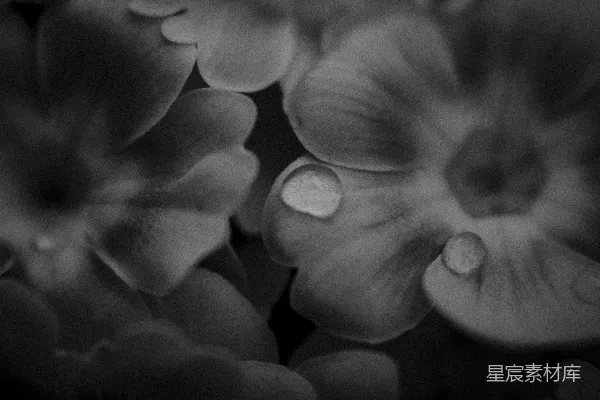 高清摄影 花朵花瓣上的水珠特写