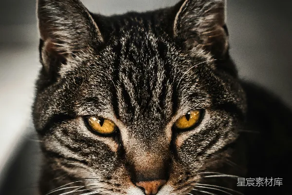 棕色花猫的 macro 照片