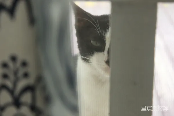 高清摄影 一只猫透过窗户看外面