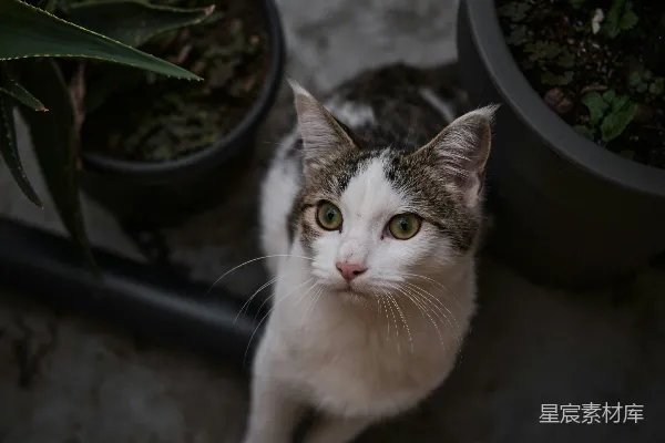 一只猫坐在一盆植物旁边