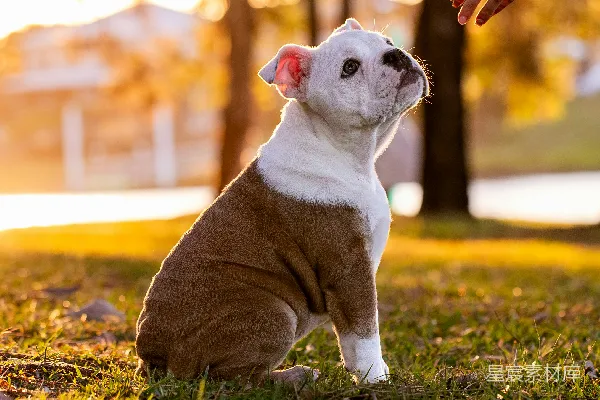 夕阳下， Bulldog 小 Puppy 正伸手去拿手。