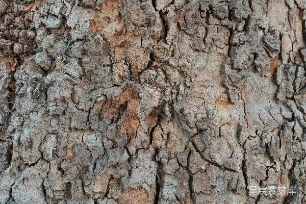 粗糙裂缝树皮的特写镜头