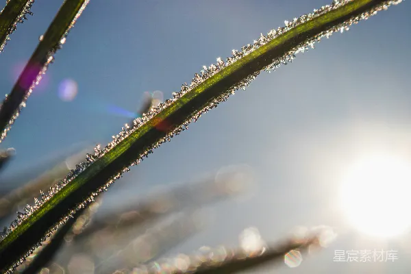 绿色植物上的水珠