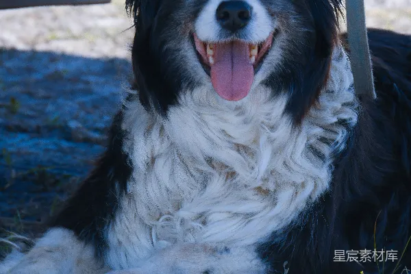 高清摄影 黑白相间的边境牧羊犬躺在地上。