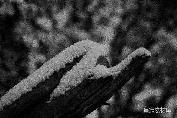 高清摄影 一张黑白照片，展示了一根覆盖着雪的树枝。