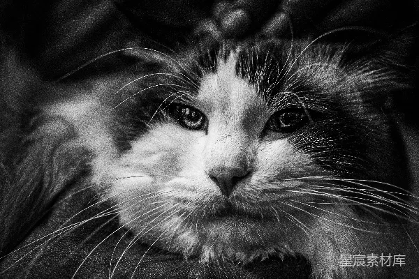 高清摄影 人类的手温柔地抚摸着一只黑白相间的毛茸茸的猫。