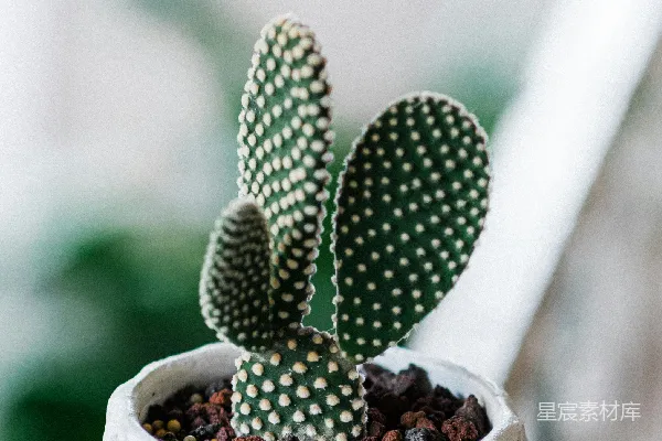 绿色仙人掌植株置于棕色花盆中