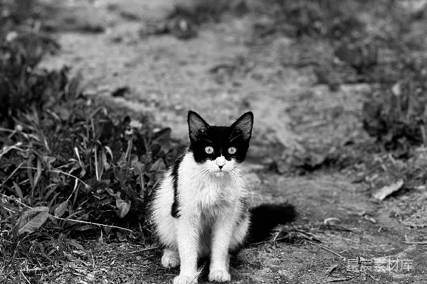 高清摄影 一只黑白相间的猫坐在地上。
