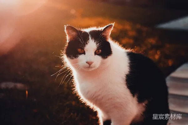 高清摄影 黑白色的猫在棕色的木桌上