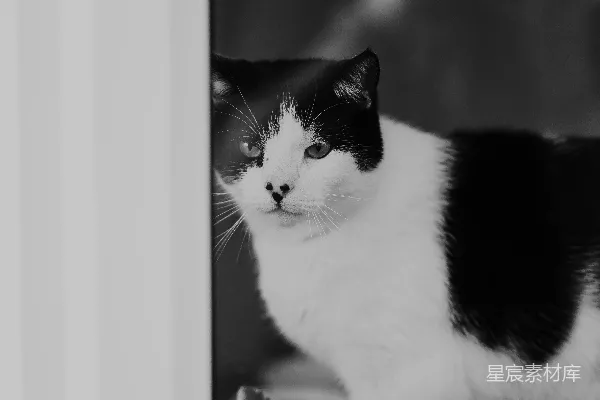 高清摄影 黑白色的小猫在看窗外。