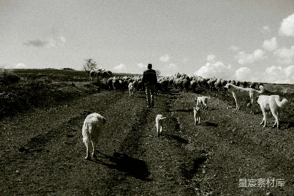 高清摄影 一群羊沿着土路走来
