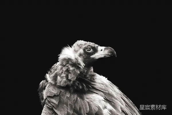 高清摄影 一只黑底的鸟