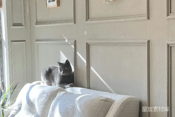 沙发上一只猫坐在客厅里。