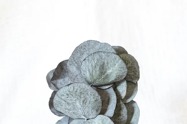 高清摄影 一粒针织的石头在白色背景上