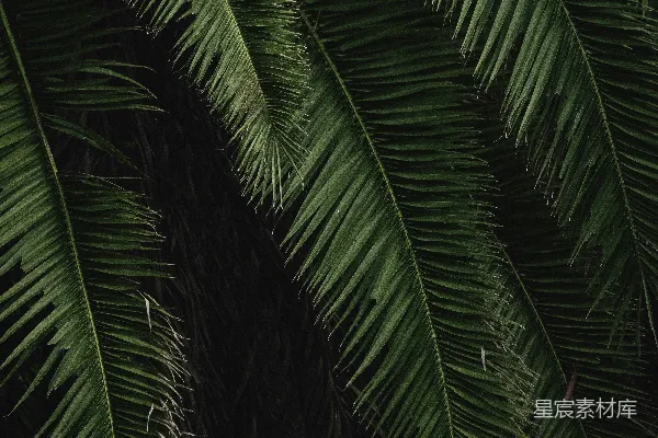 一张绿棕榈树的特写照片