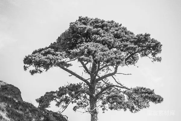 高清摄影 灰度照片，树木在岩石山丘上