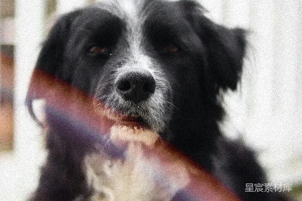 高清摄影 黑白相间的边境牧羊犬幼犬