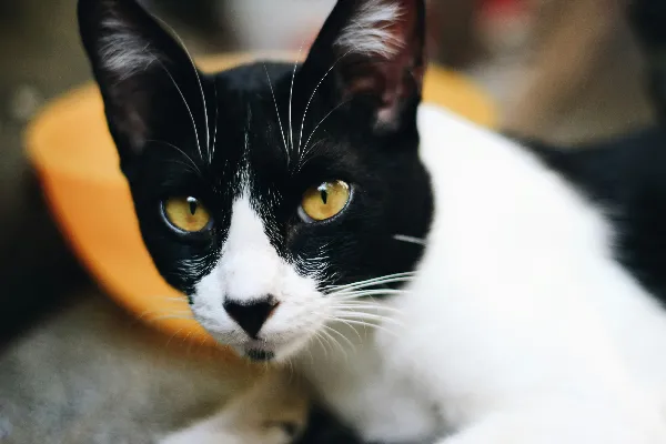 高清摄影 穿燕尾服的猫坐在黄色的椅子上