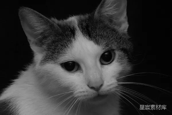 高清摄影 一只黑白相间的猫侧目而视。