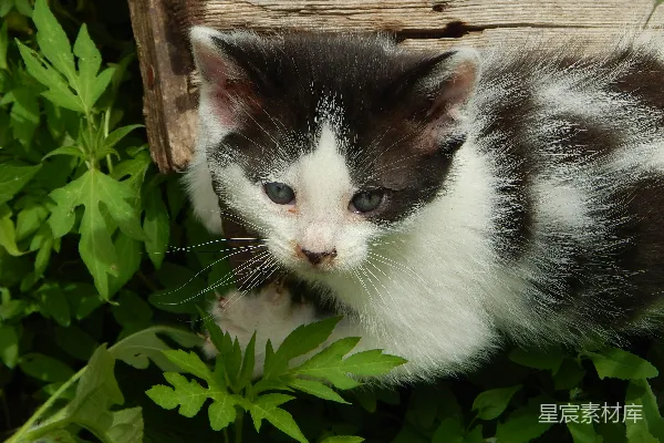 高清摄影 一只黑白相间的小猫坐在草地上