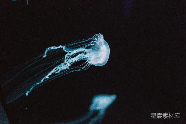 白水母