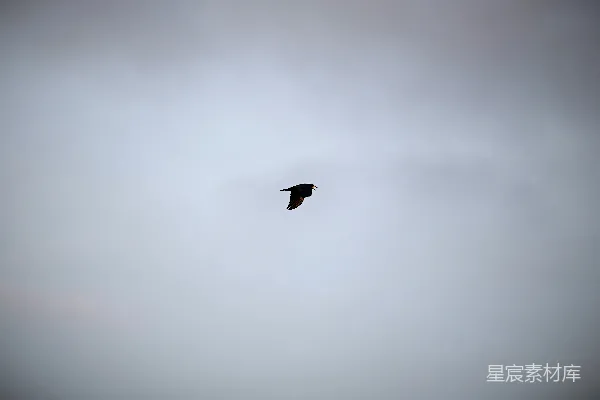 一只鸟在云层的天空中飞翔。