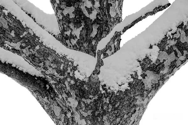 高清摄影 白雪覆盖的树枝在白色背景前。
