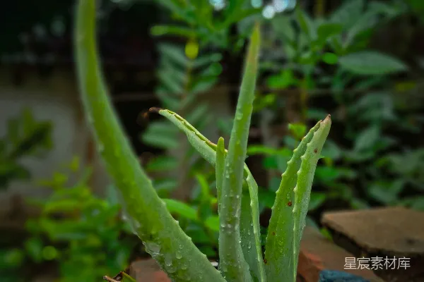 花园中的一株植物特写