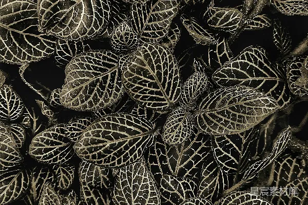 高清摄影 一幅黑白照片，展示了一堆树叶。