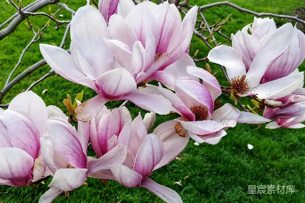 树干上一簇粉红的花朵