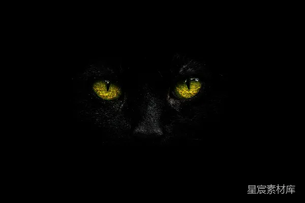 黑猫的近景摄影
