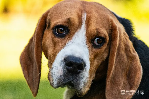 高清摄影 三色比格犬坐在绿色草地上