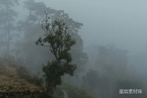 云雾缭绕的森林场景在阴天。