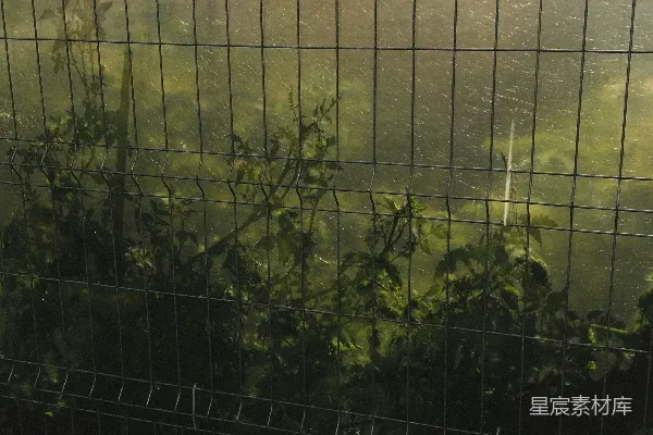 盆栽植物