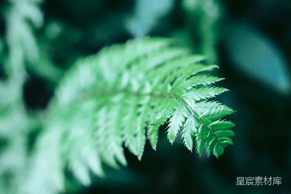 一幅绿叶的特写镜头