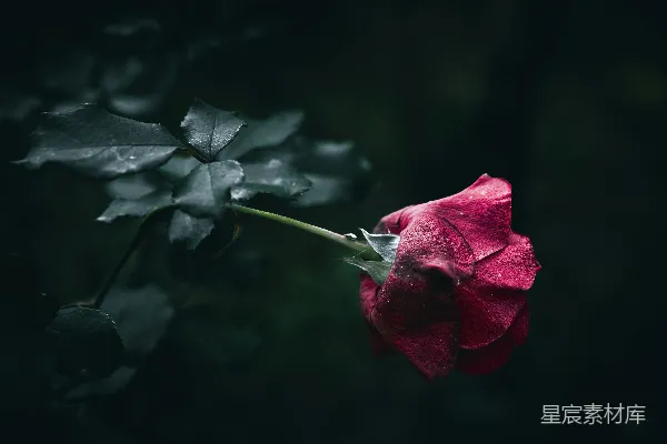 背景中一朵红色的玫瑰花，配以绿色的叶子。
