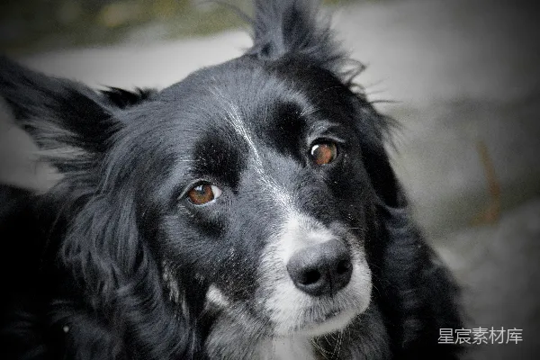 高清摄影 一只黑白相间边境牧羊犬的特写镜头。