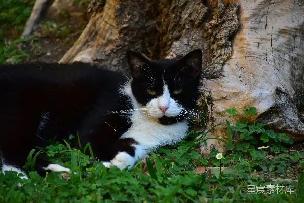 高清摄影 一只黑白相间的猫躺在一棵树旁边。
