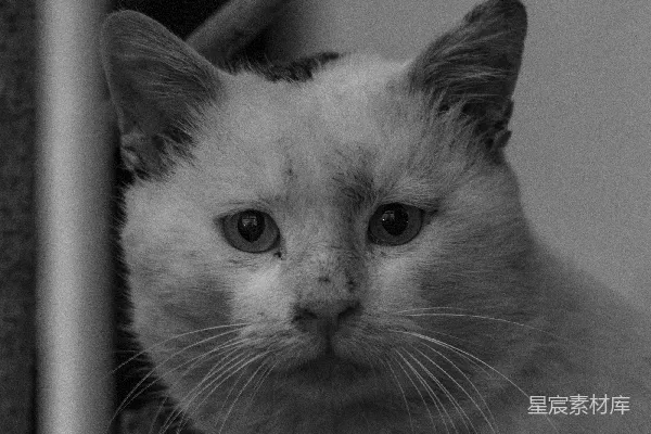 高清摄影 黑白相间的猫的照片