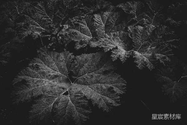 高清摄影 一张黑白照片中的叶状植物