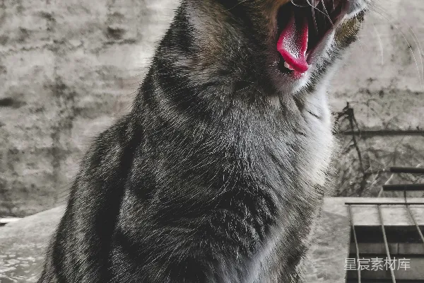 高清摄影 一只张嘴的黑棕色猫